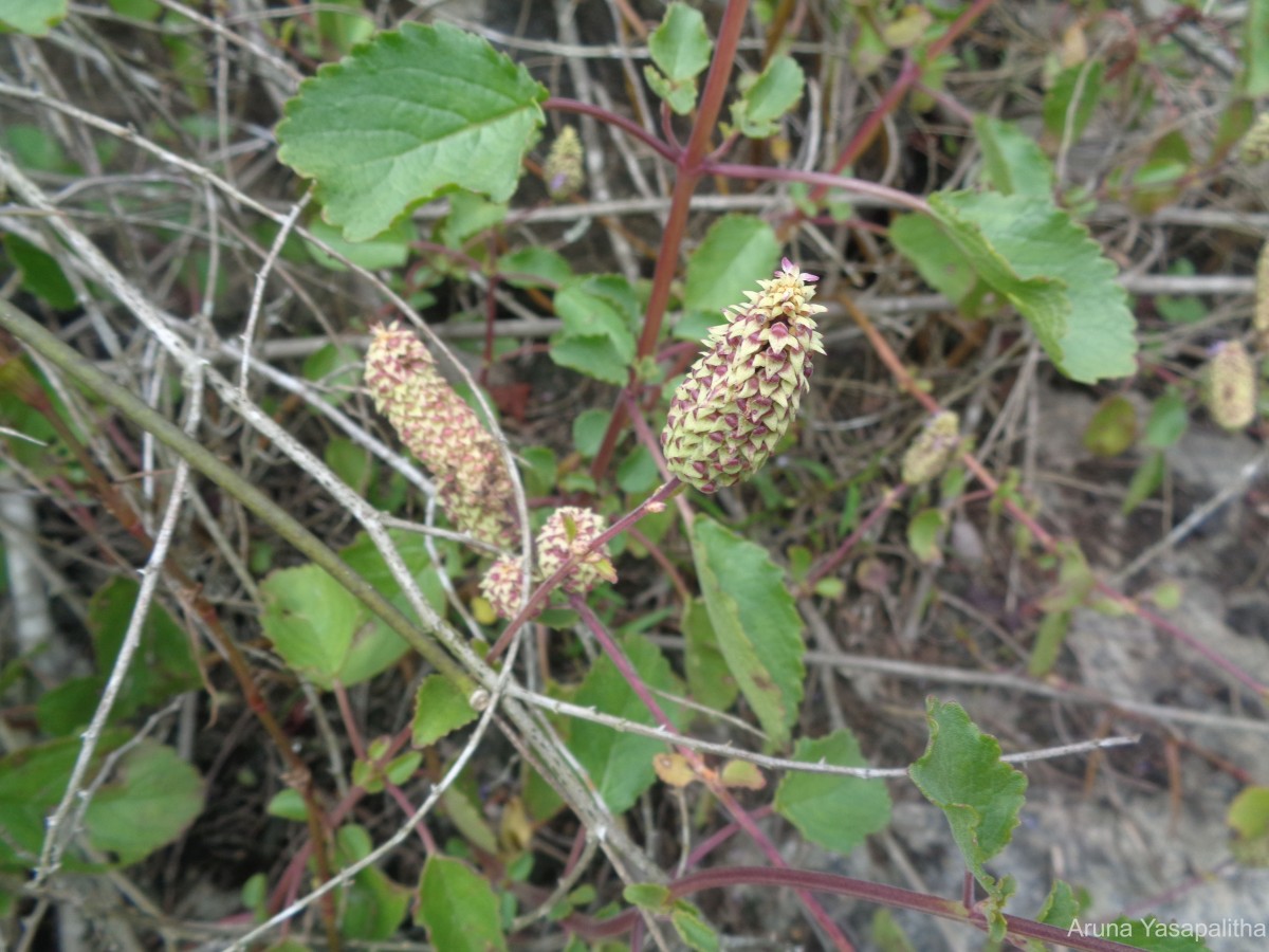 Coleus strobilifer (Roxb.) A.J.Paton